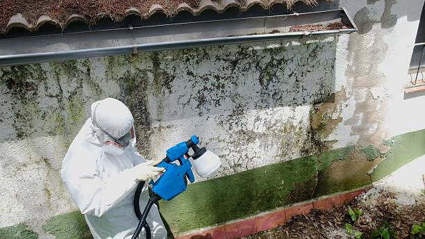 Top rated local Attic Mold Remediation specialists in Point Baker, FL